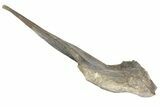 Hadrosaur (Hypacrosaur) Left Ilium with Metal Stand - Montana #165945-1